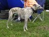Whippet Foto: Whippets (ID 14083) Whippet Hund