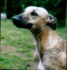 Whippet Foto: Henry :Love: (ID 13043) Whippet Hund