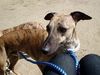 Whippet Foto: Henry :Love: (ID 14243) Whippet Hund