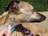 Whippet Foto: Henry :Love: (ID 14244) Whippet Hund