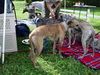 Whippet Foto: Henry :Love: (ID 14245) Whippet Hund