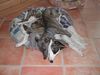 Whippet Foto: Unsere Mädels kuscheln eben gerne (ID 37183) Whippet Hund