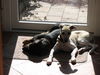 Whippet Foto: Curly von Ma-Rib al Sana-As mit seinem (ID 40067) Whippet Hund