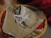 Whippet Foto: Curly von Ma-Rib al Sana-As mit 15 Wochen (ID 40023) Whippet Hund