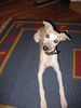 Whippet Foto: Curly von Ma-Rib al Sana-As mit 6 Monaten (ID 40757) Whippet Hund
