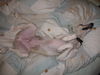 Whippet Foto: Curly von Ma-Rib al Sana-As mit 6 Monaten (ID 40756) Whippet Hund