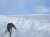 Whippet Foto: Es ist einfach sooo schön im Schnee...! (ID 28845) Whippet Hund