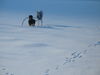 Whippet Foto: Curly mit seinem (ID 41001) Whippet Hund