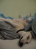 Whippet Foto: Curly und das Wochenende (ID 41398) Whippet Hund