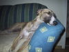 Whippet Foto: So schläft sich's am besten (ID 25033) Whippet Hund