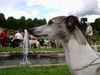 Whippet Foto: Jacky du Tadjoura (ID 14238) Whippet Hund