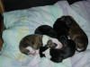 Whippet Foto: Joey of Champs Runners (ID 8078) Whippet Hund