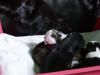 Whippet Foto: Joey of Champs Runners (ID 8077) Whippet Hund