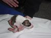 Whippet Foto: Joey of Champs Runners-neu (ID 8084) Whippet Hund
