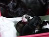 Whippet Foto: Joey of Champs Runners-neu (ID 8085) Whippet Hund