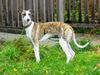 Whippet Foto: Joey (ID 16692) Whippet Hund