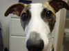 Whippet Foto: Guck Guck (ID 16812) Whippet Hund