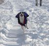 Whippet Foto: Schneeausflug (ID 18176) Whippet Hund