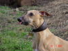 Whippet Foto: Kimberly in einem unbeobachteten Moment (ID 39019) Whippet Hund