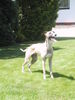 Whippet Foto: Na nun wirf den Kong schon endlich (ID 25035) Whippet Hund