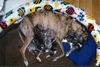 Whippet Foto: Mein zukünftiger Rüde? (ID 10938) Whippet Hund