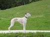 Whippet Foto: Eine 8-jährige Mutter von 3 Würfen... (ID 4487) Whippet Hund