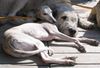 Whippet Foto: Windhunde unter sich... (ID 3989) Whippet Hund