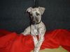 Whippet Foto: Ich bin eine Prinzessin! (ID 37204) Whippet Hund