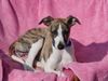 Whippet Foto: Whippet-Welpe Lucy (ID 6063) Whippet Hund