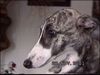 Whippet Foto: MlCh.HERMIONA GRANGER Lazarus (ID 8304) Whippet Hund
