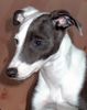 Whippet Foto: 11 Wochen, na und? (ID 17142) Whippet Hund