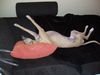 Whippet Foto: Freddy (ID 44429) Whippet Hund
