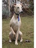 Whippet Foto: Blossom (ID 31090) Whippet Hund