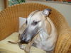 Whippet Foto: Freddy (ID 44427) Whippet Hund