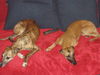 Whippet Foto: unsere Jungs Excalibur und Smooth Operator (ID 44271) Whippet Hund