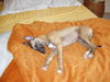 Whippet Foto (ID 42223) Whippet Hund