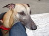 Whippet Foto: Freddy (ID 44428) Whippet Hund