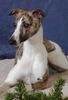 Whippet Foto: Lucy 8 Monate alt (ID 6748) Whippet Hund