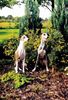 Whippet Foto: ASTRA CLASSIC Lazarus & HERMIONA GRANGER Lazarus (ID 8337) Whippet Hund