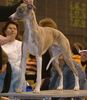 Whippet Foto: Mein Hund Rodi, geboren 02.08.02 (ID 10084) Whippet Hund