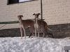 Whippet Foto: Mein Hund Rodi (links) mit seinem Bruder Riku (ID 10085) Whippet Hund