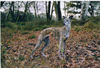Whippet Foto: sari 9 jahre alt (ID 31136) Whippet Hund