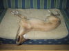 Whippet Foto: Jetzt liegt er aber bald unten (ID 25037) Whippet Hund