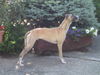 Whippet Foto: Was gibt's da zu sehen? (ID 25036) Whippet Hund