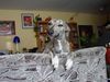 Whippet Foto: das ist meine Whippet-Hündin Emma (ID 4112) Whippet Hund