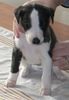 Whippet Foto: Tylko Ty Irish Whisky Gdynia vp (ID 30357) Whippet Hund