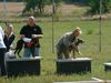 Whippet Foto: Ungarische Kurzstreckenmeisterschaft 2004. 1.Dévaj M.Sir Winston(Bes. Borsi Bea & Csonka István) 2. Dévaj Nívó (Bes. Gyarmati Zsuzsa ) (ID 15654) Whippet Hund