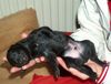 Whippet Foto: Whippet Welpe (Tancreve of Gasfirst & Merlene Ottey Greengrocer) (ID 15601) Whippet Hund