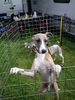 Whippet Foto: Whippetrüde (ID 14239) Whippet Hund