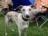 Whippet Foto: Was ist denn da?? :-) (ID 14242) Whippet Hund